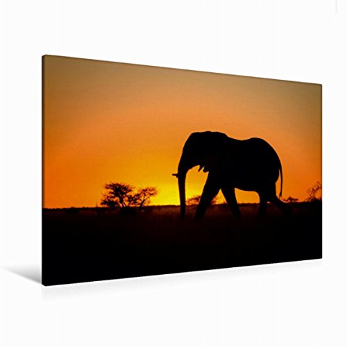 CALVENDO Premium Textil-Leinwand 120 cm x 80 cm quer, Elefant | Wandbild, Bild auf Keilrahmen, Fertigbild auf echter Leinwand, Leinwanddruck: Botswana: Nxai Nationalpark Natur Natur