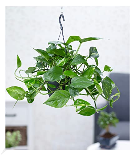BALDUR Garten Hängepflanze Efeutute, 1 Pflanze, Luftreinigende Zimmerpflanze, unterstützt das Raumklima, Scindapsus, Grünpflanze, mehrjährig - frostfrei halten, Epipremnum pinnatum aureum