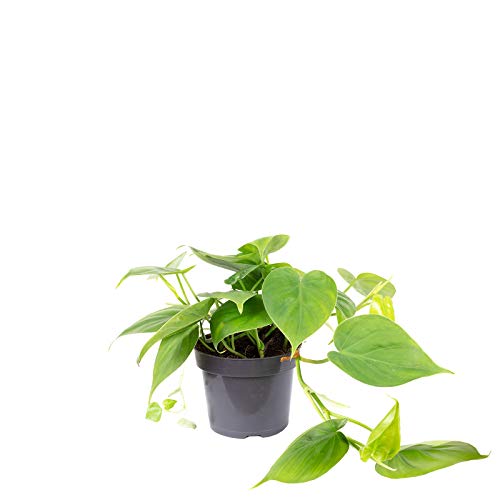 Baumfreund - echte Zimmerpflanze, Philodendron scandens - Höhe ca. 20 cm, Topf-Ø 12 cm