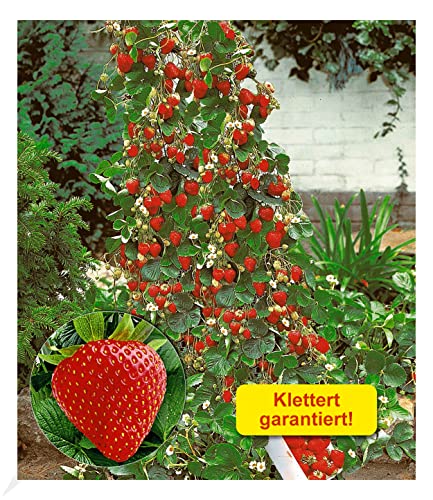 BALDUR Garten Kletter-Erdbeere 'Hummi®', 3 Pflanzen Fragaria Erdbeerbäumchen schnellwachsende und rankende Klettererdbeeren, selbstfruchtend, winterhart, blühend, Fragaria x ananassa